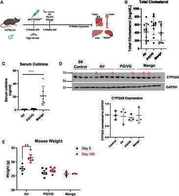 E-cigarette exposure causes early pro-atherogenic changes in an inducible murine model of atherosclerosis